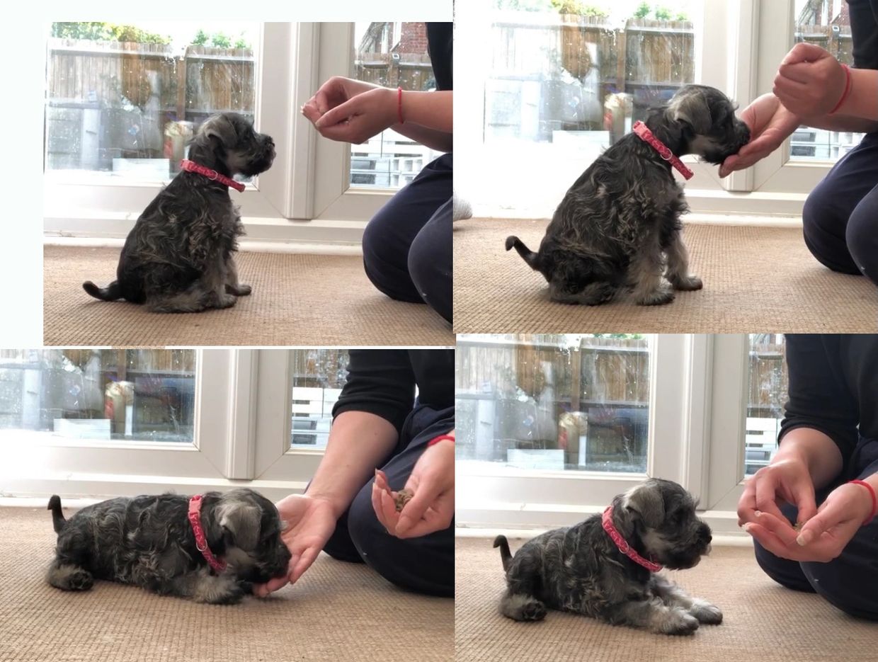 When Can I Start Training Manners4Paws